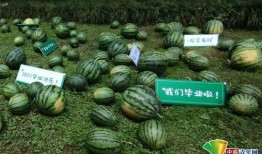 网络大瓜.黑瓜吃料网