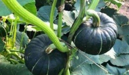 临朐网红大玲子事件 今日必吃大瓜每日吃瓜fun,今日必吃大瓜，每日吃瓜fun揭秘