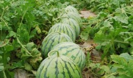 娱乐圈吃瓜爆料 网红大瓜在哪找 吃瓜祁可爱,网红大瓜聚集地，吃瓜祁可爱带你一网打尽